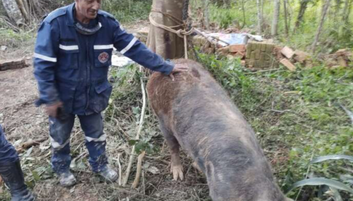 Porco resgatado- Mairinque