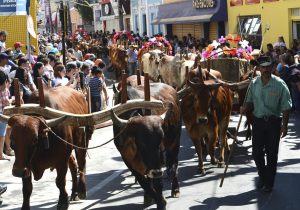 Desfile de carros de boi-São Roque-Bois-Festa de Agosto