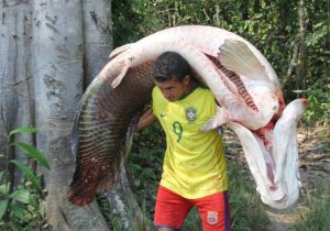 Maior peixe do Brasil-Pirarucu