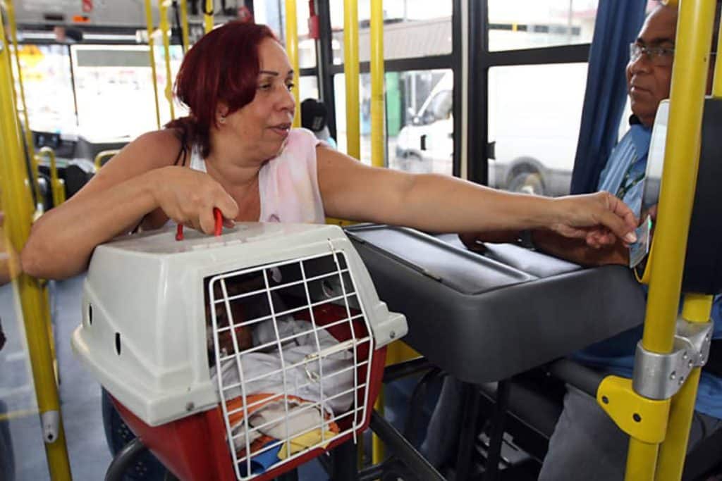 Lei agora permite que gatos e cachorros sejam transportados em ônibus em Sorocaba