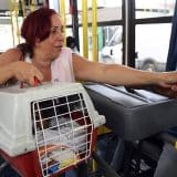 Lei Agora Permite Que Gatos E Cachorros Sejam Transportados Em Ônibus Em Sorocaba