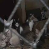 Gcm Encontra 300 Gatos Abandonados Em Cotia