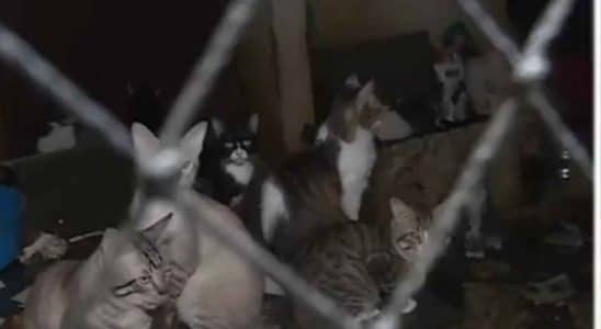 Gcm Encontra 300 Gatos Abandonados Em Cotia