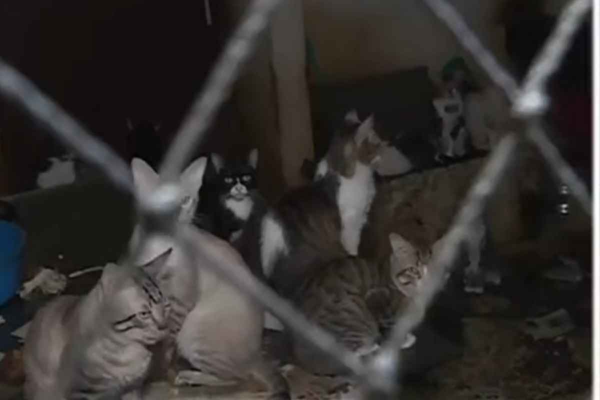 Gcm Encontra 300 Gatos Abandonados Em Cotia