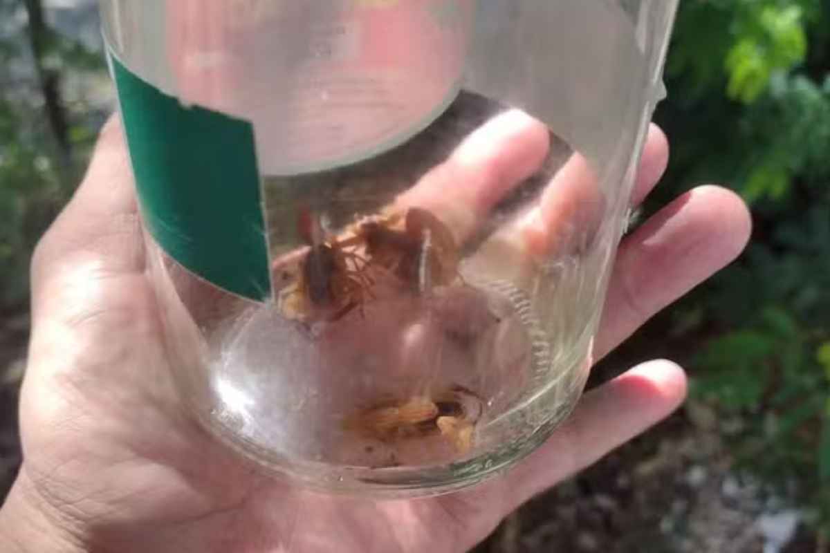 Menina É Picada Por Escorpião Em Votorantim E Acabe No Chs De Sorocaba