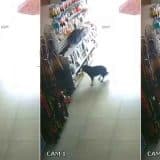 Cachorro Invade Loja De Pesca Escolhe Produto E Rouba Ração De Peixes No Interior De Sp