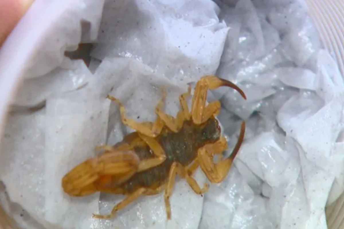 Creche De Araraquara Sofre Com Infestação De Escorpiões