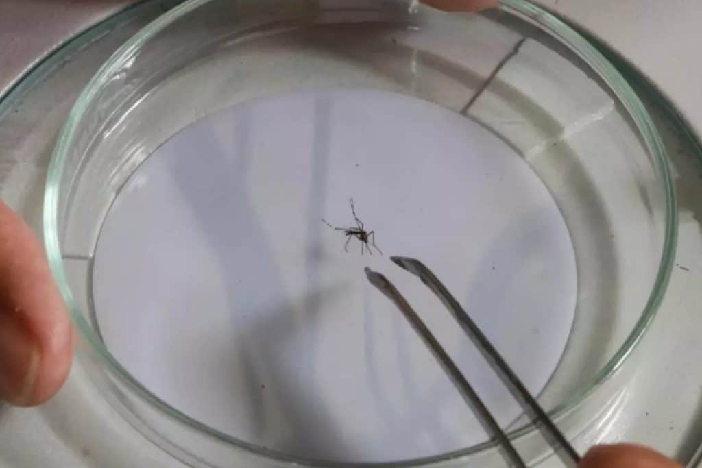 Campinas usará mosquito genéticamente modificado para combater a Dengue