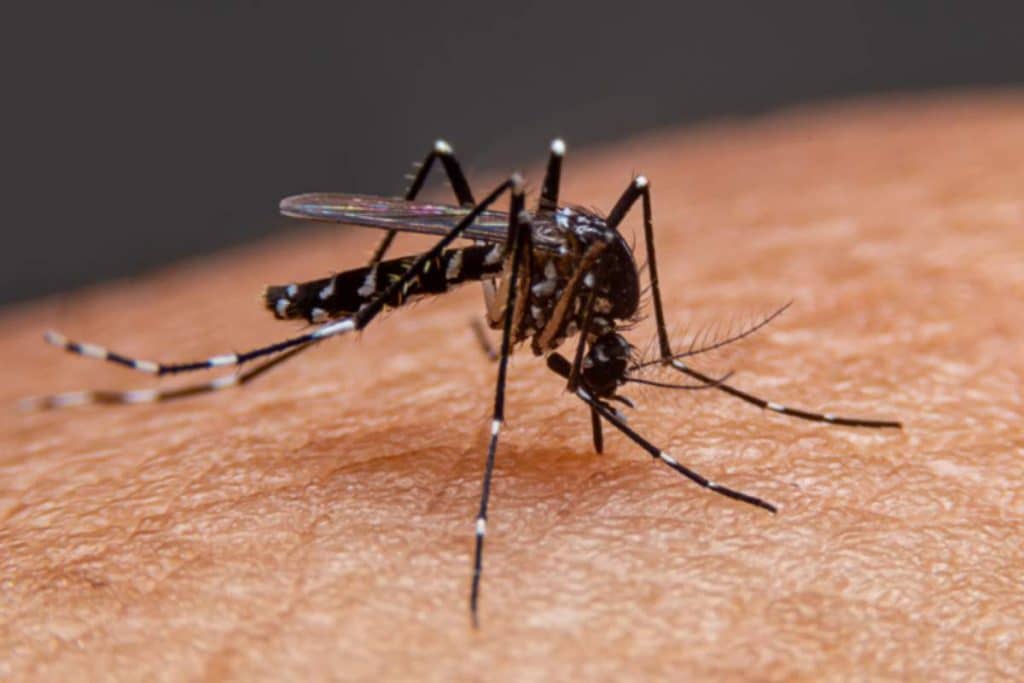 Cotia registra primeira morte por Dengue. Outras duas mortes são investigada