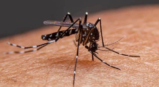 Cotia Registra Primeira Morte Por Dengue. Outras Duas Mortes São Investigada