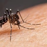 Morador De São Roque Morre De Dengue Hemorrágica, Prefeitura Não Fala Sobre