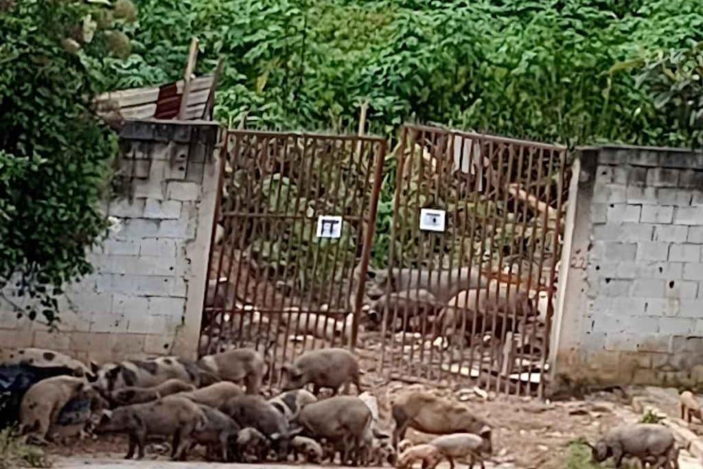 Polícia descobre matadouro clandestino de porcos em Cotia