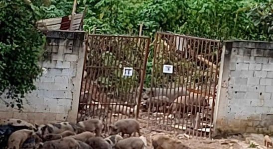 Polícia Descobre Matadouro Clandestino De Porcos Em Cotia