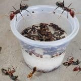 Acabar Com As Formigas