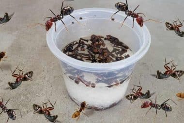 acabar com as formigas