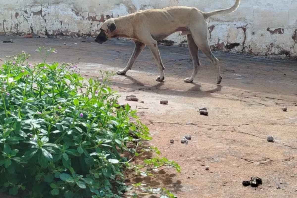 Homem É Preso Após Matar E Cortar Seu Cachorro Em Pedaços No Interior De Sp