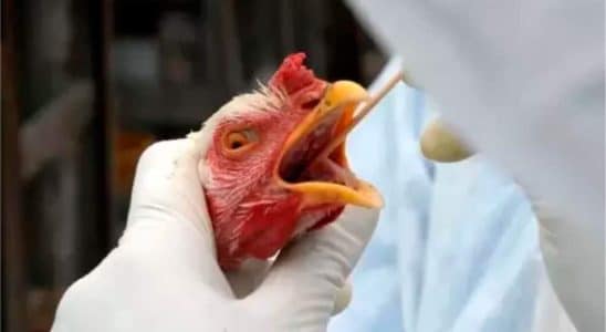 Travel Medicine Prevê Que Gripe Aviária Causada Pela Influenza Será A Próxima Pandemia Mundial