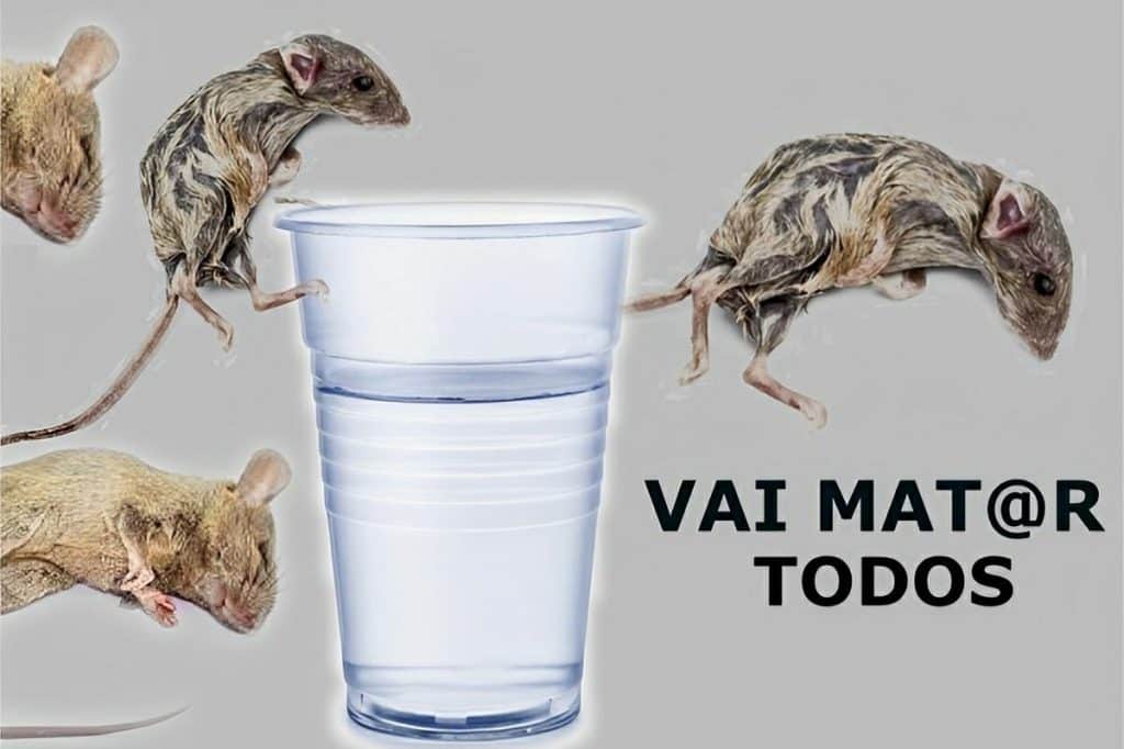 Como Acabar Com Os Ratos