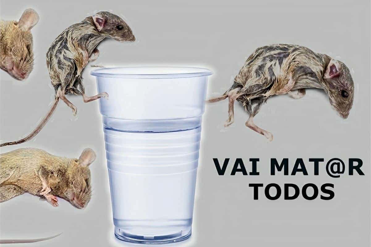 Como Acabar Com Os Ratos