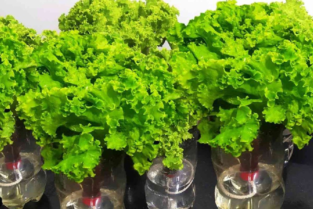 Como Plantar Alface Na Garrafa Pet