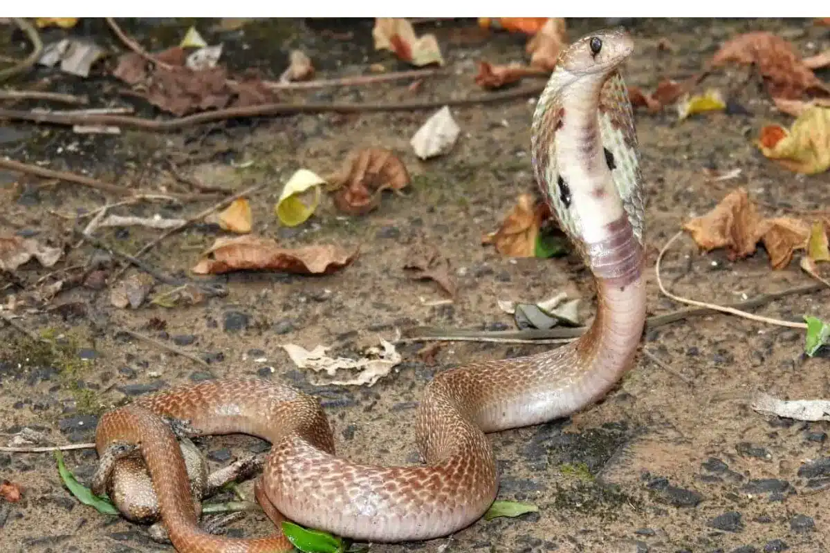 Super Venenosa, Cobra Naja Está Desaparecida Há 3 Semanas Do Instituto Butantã