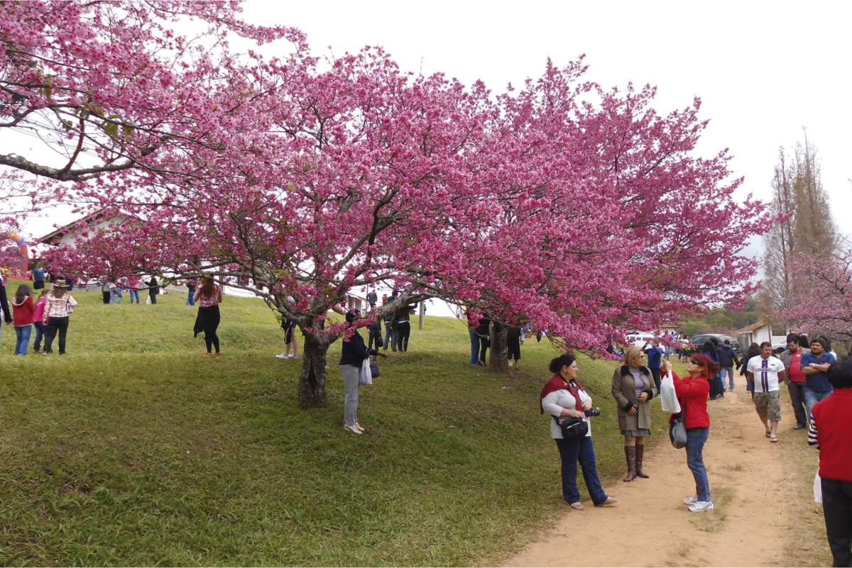 Festival Das Cerejeiras Em São Roque Começa Dia 6 De Julho E Vai Até O Dia 14 Com Cultura Pop Japonesa