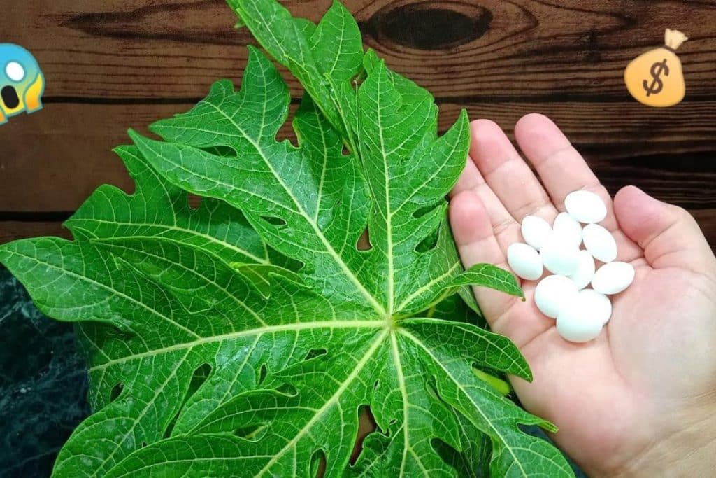 Folha De Mamão Com Naftalina