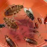 Inseticida Caseiro Que Acaba Com Baratas E Mosquistos Da Sua Casa Em Segundos 1 Inseticida-Caseiro