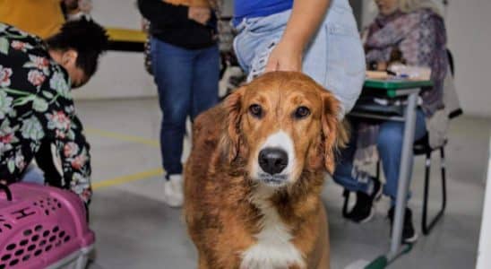 Prefeitura De Cotia Promove Vacinação Antirrábica Para Cães E Gatos