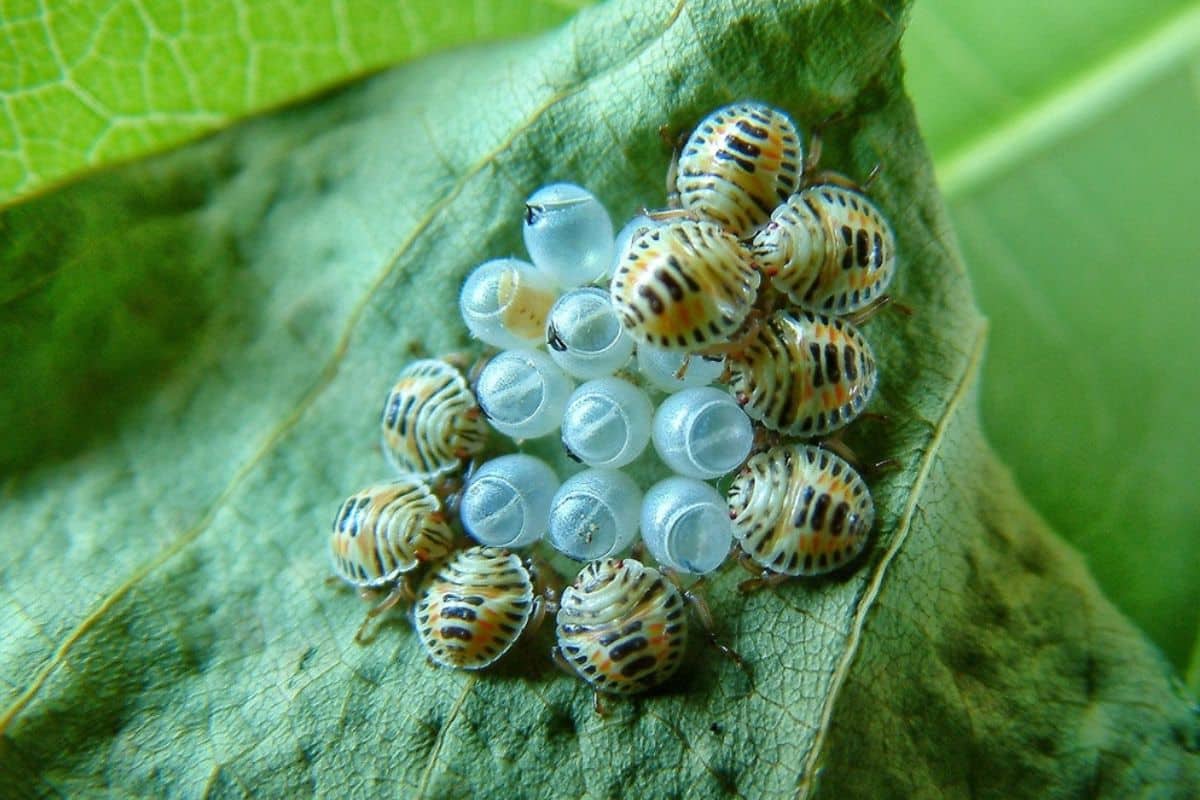 Praga Vindo Da China Chega Ao Litoral De Sp E Preocupa Autoridades