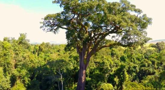 Cidade Do Interior De São Paulo Preserva Árvore De 3 Mil Anos De 40 Metros De Altura E Sendo A Mais Antiga Do Brasil