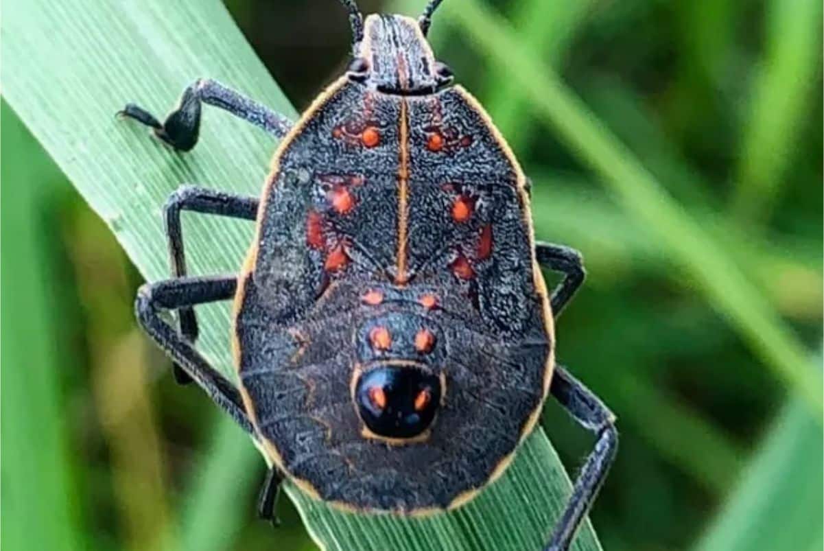 Praga Da China Que Chegou Ao Litoral De Sp Pode Causar Danos À Economia E Aumentar Preço Dos Alimentos