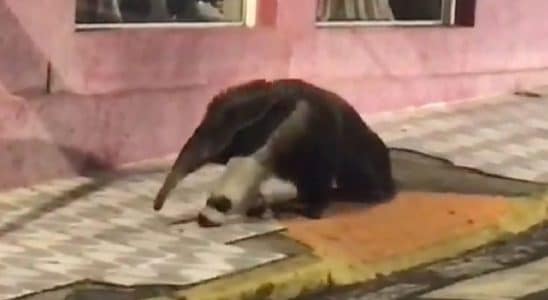 Tamanduá-Bandeira É Filmado Andando Tranquilamente Em Cidade Do Interior De Sp