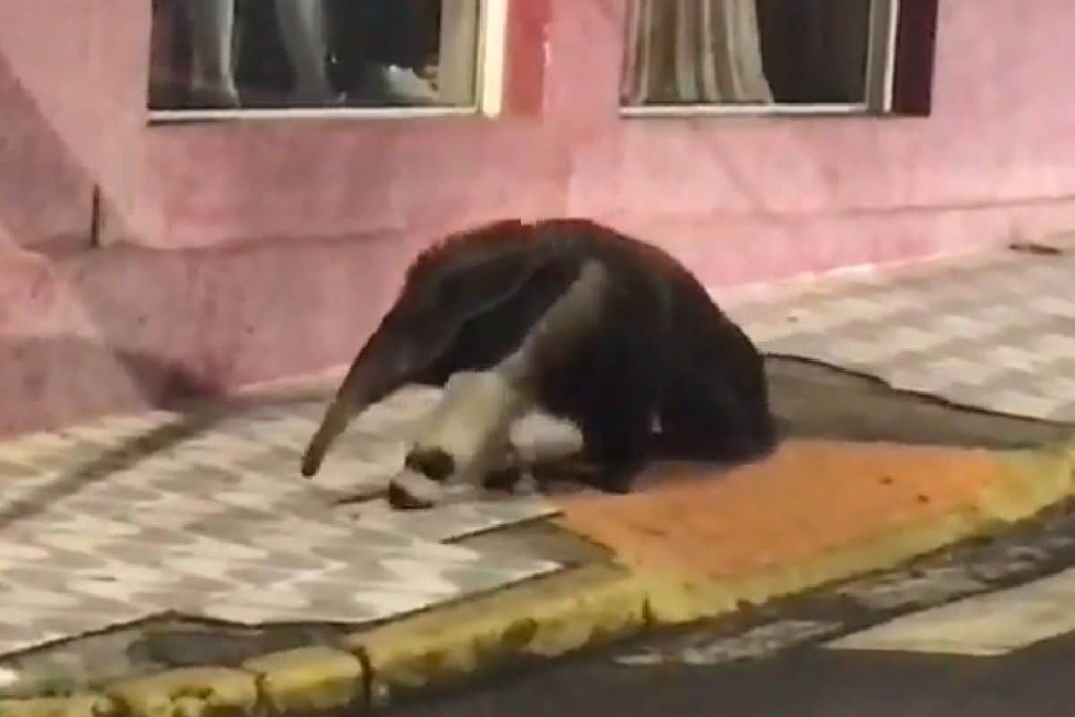 Tamanduá-Bandeira É Filmado Andando Tranquilamente Em Cidade Do Interior De Sp