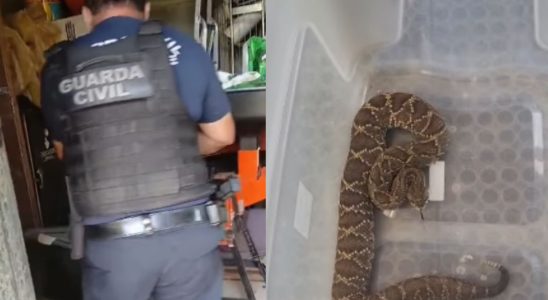 Gcm Encontra Cobra Com Filhotes Dentro De Casa Em Sao Roque
