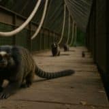 Cidade De São Roque Terá Passarela Para Animais Silvestres