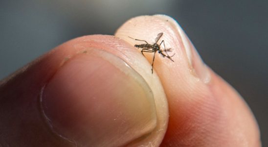 Cidade Do Interior De Sp, Mairinque Registra 781 Notificações E 315 Casos Confirmados De Dengue