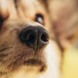 Governo Brasileiro Agora Passa A Emitir Rg Para Gatos E Cachorros