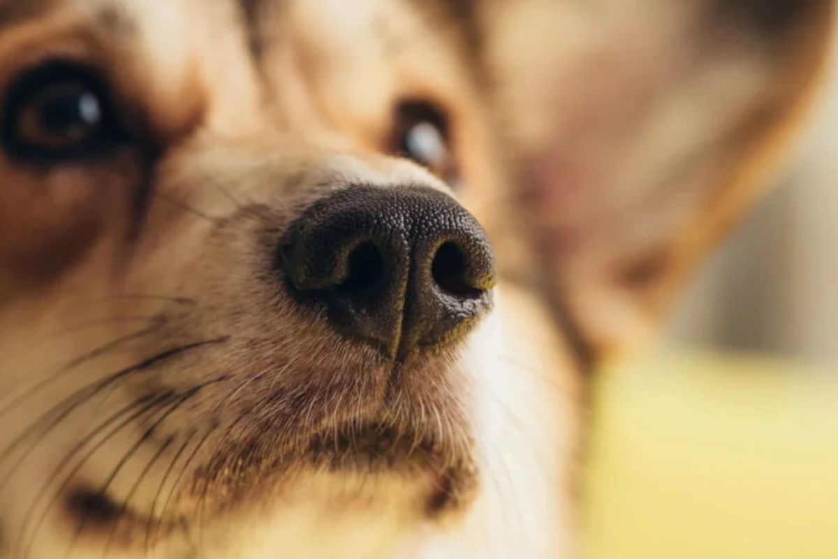 Governo Brasileiro Agora Passa A Emitir Rg Para Gatos E Cachorros 7 Governo Brasileiro Agora Passa A Emitir Rg Para Gatos E Cachorros