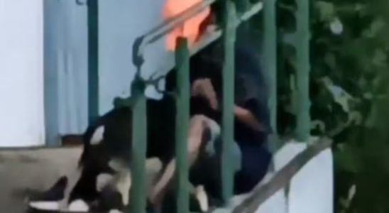 Homem É Filmado Abusando De Cachorro Em Praça De Cidade Do Interior De Sp 6 Homem É Filmado Abusando De Cachorro Em Praça De Cidade Do Interior De Sp