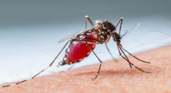 Mairinque E Mais 5 Cidades Do Gve De Sorocaba Decretam Estado De Emergência Por Casos De Dengue 3 Mairinque E Mais 5 Cidades Do Gve De Sorocaba Decretam Estado De Emergência Por Casos De Dengue