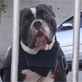 Moradora De Araçariguama Busca Ajuda Para Encontrar Dono De Cachorro Encontrado As Margens De Rodovia