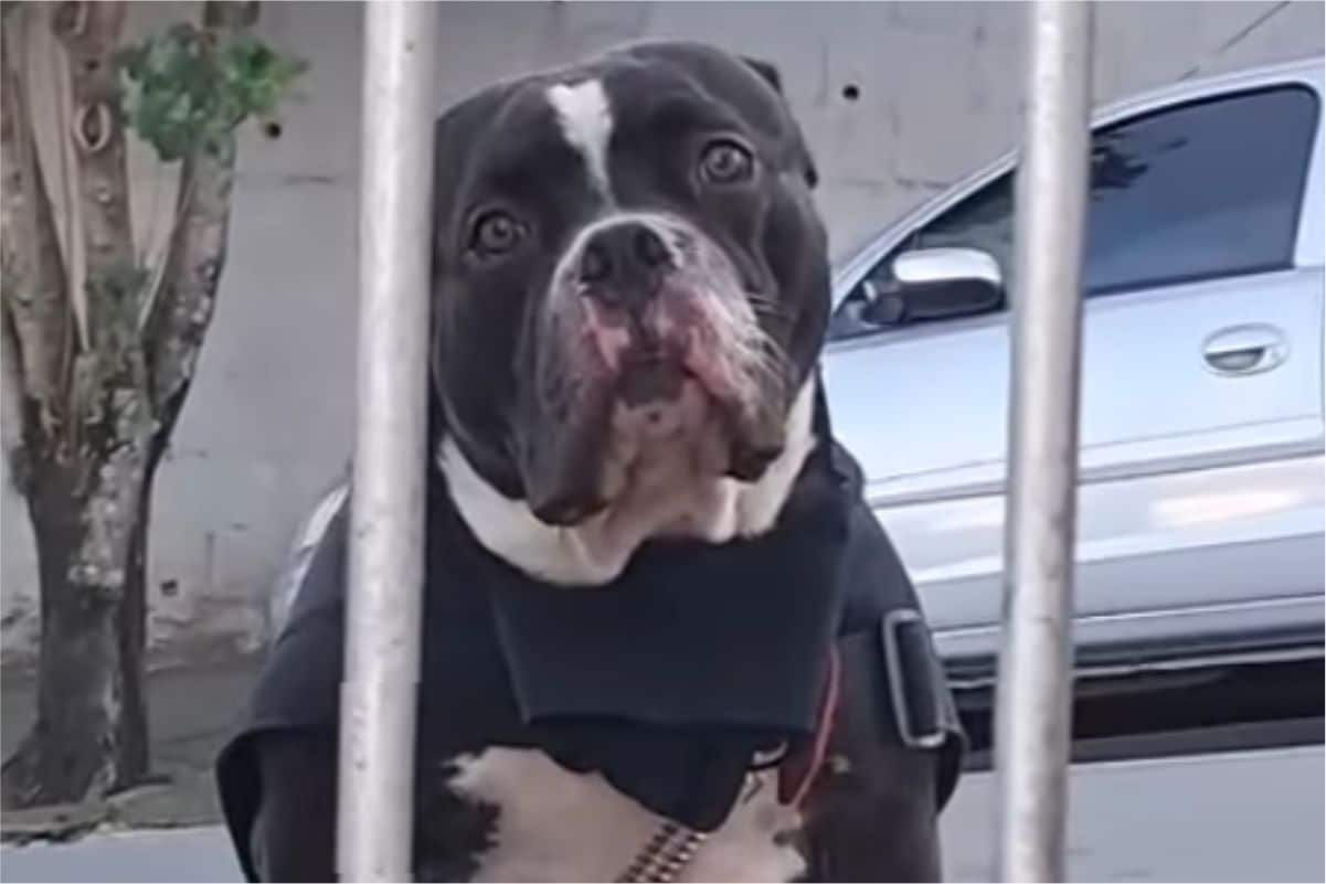Moradora De Araçariguama Busca Ajuda Para Encontrar Dono De Cachorro Encontrado As Margens De Rodovia