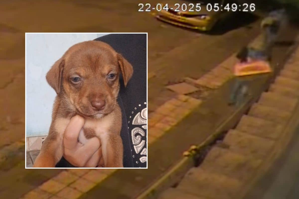 Mulher É Filmada Abandonando 7 Filhotes Em Porta De Casa Em Mairinque