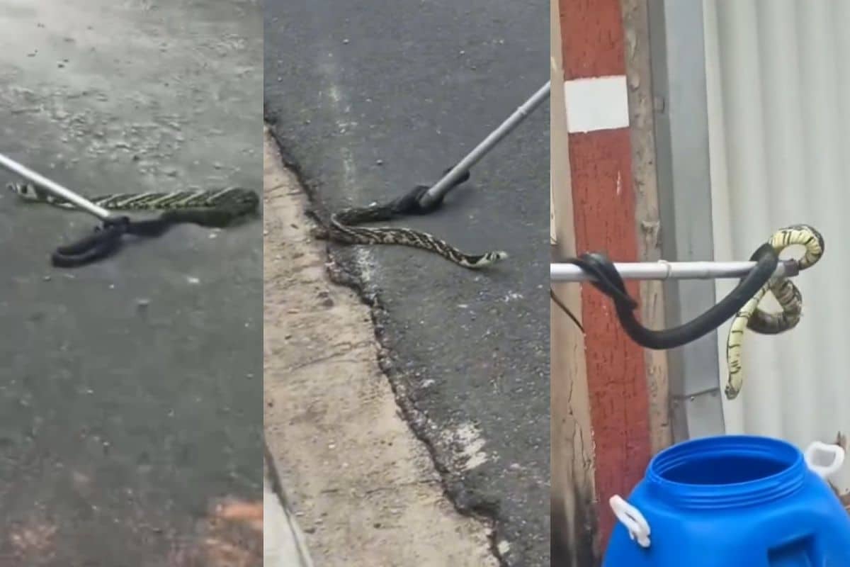 Cobra Mais Rápida E Ligeira Do Brasil, Caninana, É Pega Dentro De Casa Em Alumínio