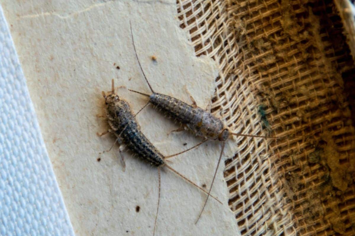 Como Acabar Com Tracas Com Mistura Caseira De 3 Ingredientes