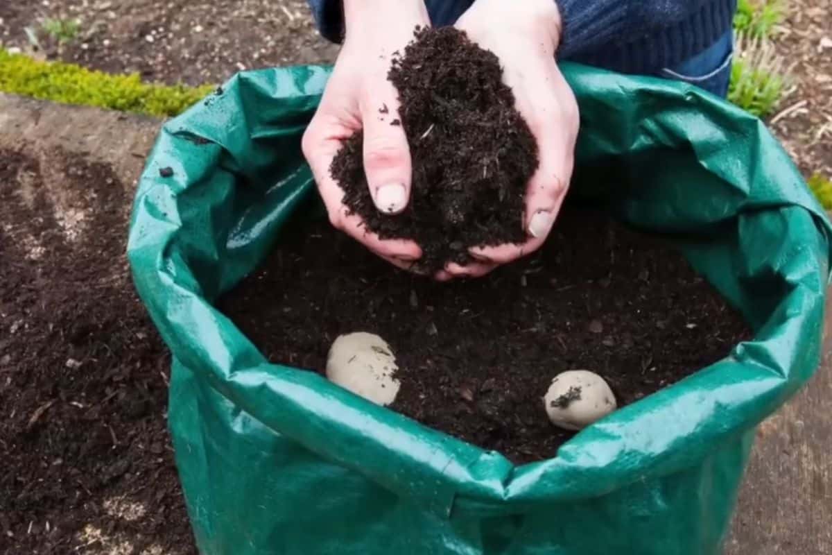 Como Plantar Batatas Em Sacos Plásticos De Modo Fácil