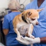 Deputado Vitão Do Cachorrão Promove Castração De Cães E Gatos Em Bairro De Sorocaba