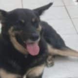 Familia Oferece Recompensa De R 500 Para Quem Encontrar Cachorro Desaparecido Em Sao Roque