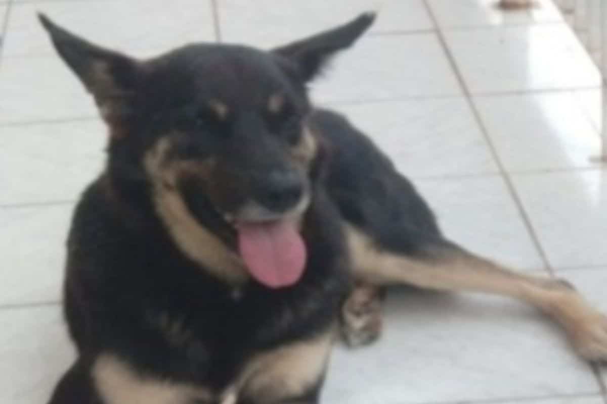 Familia Oferece Recompensa De R 500 Para Quem Encontrar Cachorro Desaparecido Em Sao Roque